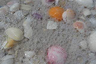 Shells on the North Captiva Gulf of Mexico Beach